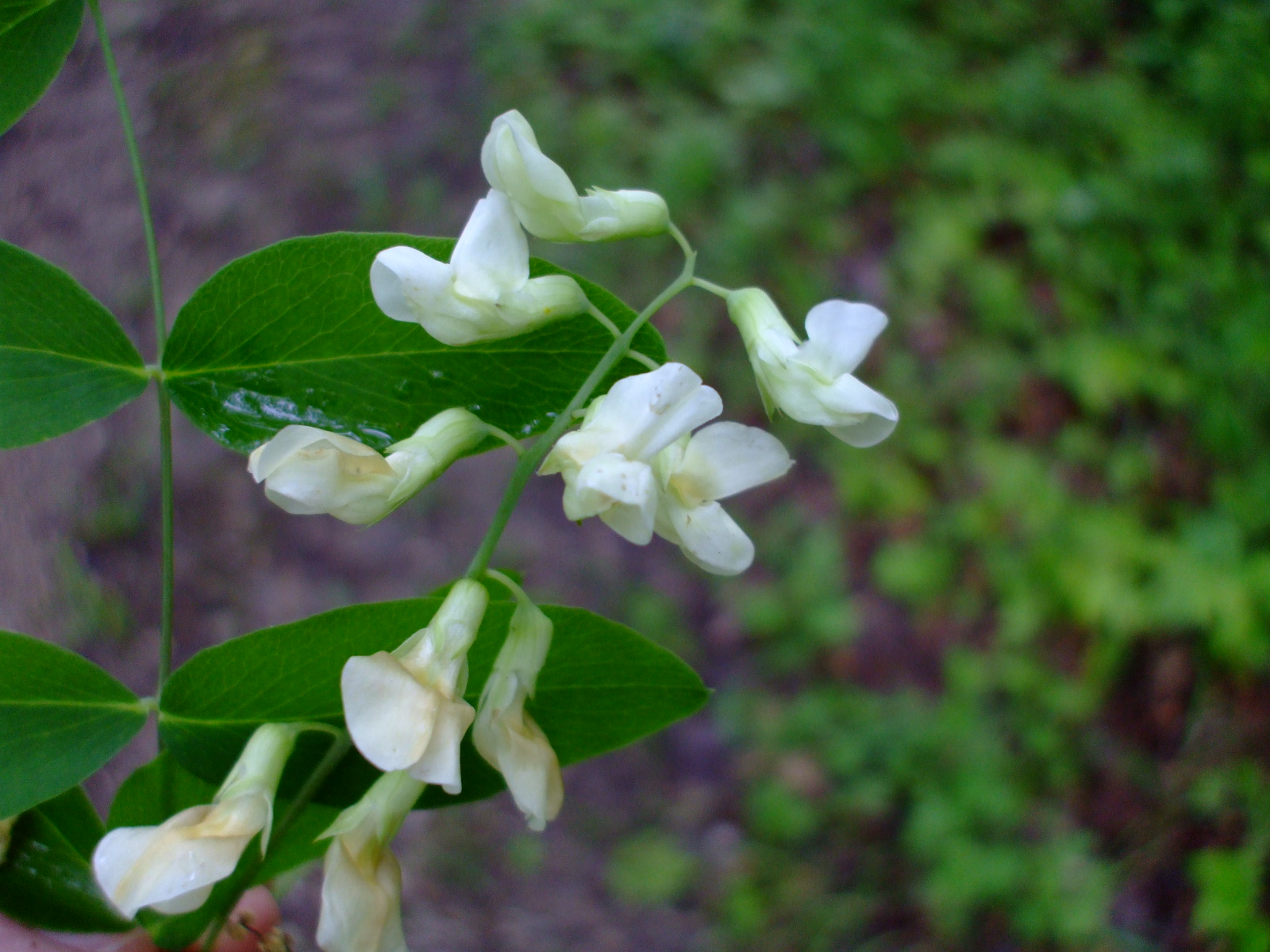 Lathyrus ochroleucus